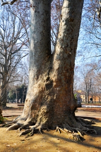Platano (Platanus acerifolia), Parco della Montagnola, Bologna