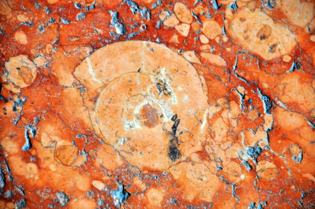 Pavaglione_ Ammoniti fossilizzate 2